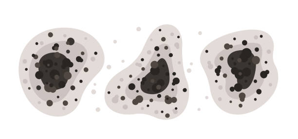 Best Black Mold Removal  in Lake Orion, MI