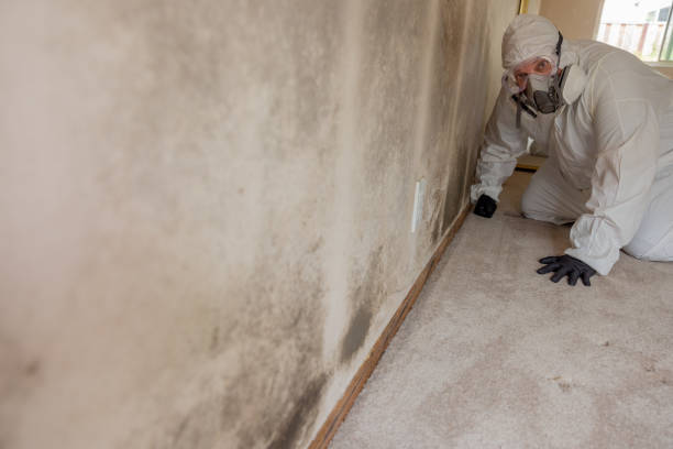 Biohazard Mold Removal in Lake Orion, MI